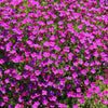 Spring Charm Rockcress Seeds – Rose Rock Cress Arabis Arendsii Flower Mix – photo 3