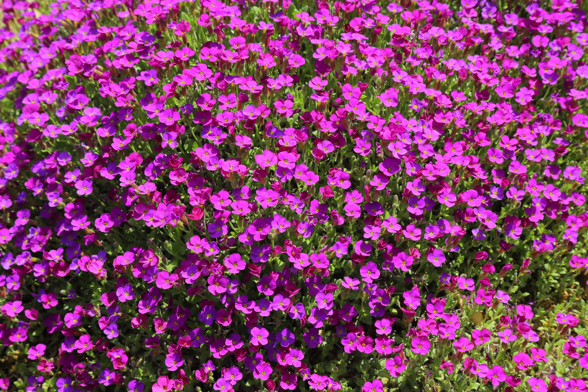 Spring Charm Rockcress Seeds – Rose Rock Cress Arabis Arendsii Flower Mix – photo 3
