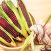 35 BLOODY BUTCHER Red CORN Edible & Ornamental Heirloom Zea Mays Vegetable Seeds