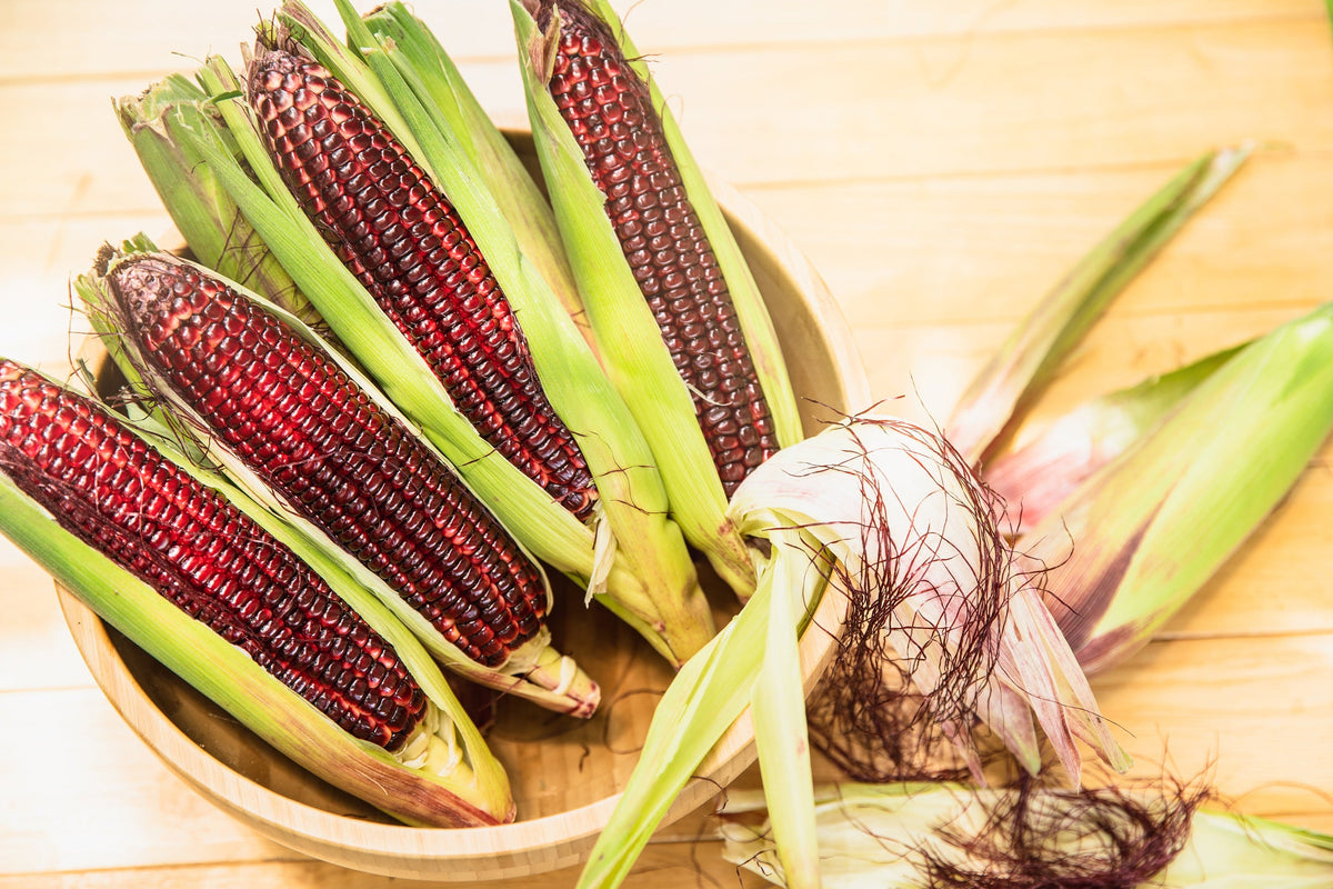 Bloody Butcher Red Corn Edible & Ornamental Heirloom Zea Mays Vegetable Seeds