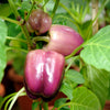 100 LILAC BELL PEPPER Capsicum Annuum Sweet Mild Purple Vegetable Seeds