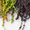 25 BLACK PEPPERCORN Black Pepper Piper Nigrum Spice Vine Seeds