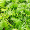 5 GREEN SAW PALMETTO Serenoa Repens American Dwarf Palm Tree Shrub Edible Fruit Sun or Shade Seeds