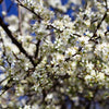 5 COMMON APRICOT Fruit Tree Prunus Armeniaca White Pink Flower Seeds