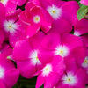 100 Pink DWARF ROSE PERIWINKLE / Vinca Rosea Flower Seeds
