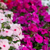100 DWARF Little MIX PERIWINKLE / Vinca Rosea Flower Seeds