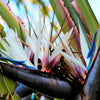 5 GIANT BIRD OF PARADISE Tree Strelitzia Nicolai Wild Banana White Crane Blue Purple Flower Houseplant Seeds