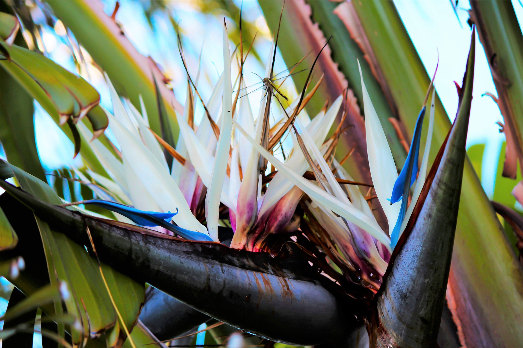 5 GIANT BIRD OF PARADISE Tree Strelitzia Nicolai Wild Banana White Crane Blue Purple Flower Houseplant Seeds