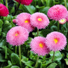 100 PINK ENGLISH DAISY Bellis Perennis Tasso Pink Double Flower Seeds