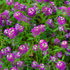 Easter Bonnet Alyssum Seeds – Lobularia Maritima Bright Purple Flower – photo 8