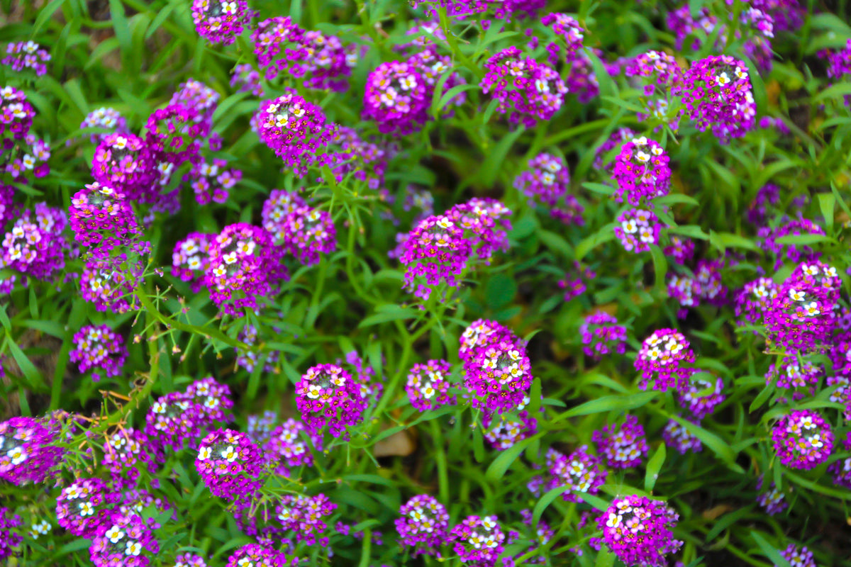 Easter Bonnet Alyssum Seeds – Lobularia Maritima Bright Purple Flower – photo 8