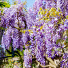 5 BLUE CHINESE WISTERIA Sinensis Ornamental Vine Climber Blue Violet Purple Flower Seeds