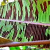 5 RED TIGER BANANA Hardy Musa Sikkimensis Bengal Flowering Darjeeling Sikkim Fruit Tree Seeds