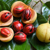 1 NUTMEG TREE Seed Myristica Fragrans Pala MACE Fruit Nut Pumpkin Pie Spice