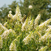 50 WHITE BUTTERFLY BUSH Buddleja Davidii Flower Seeds
