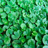 1000 DICHONDRA Repens aka Lawn Leaf Flower Evergreen Ground Cover Seeds
