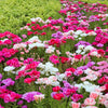Double Deuces Godetia Seeds – Grandiflora Clarkia Amoena Mixed Colors & Bicolor Flower – photo 2