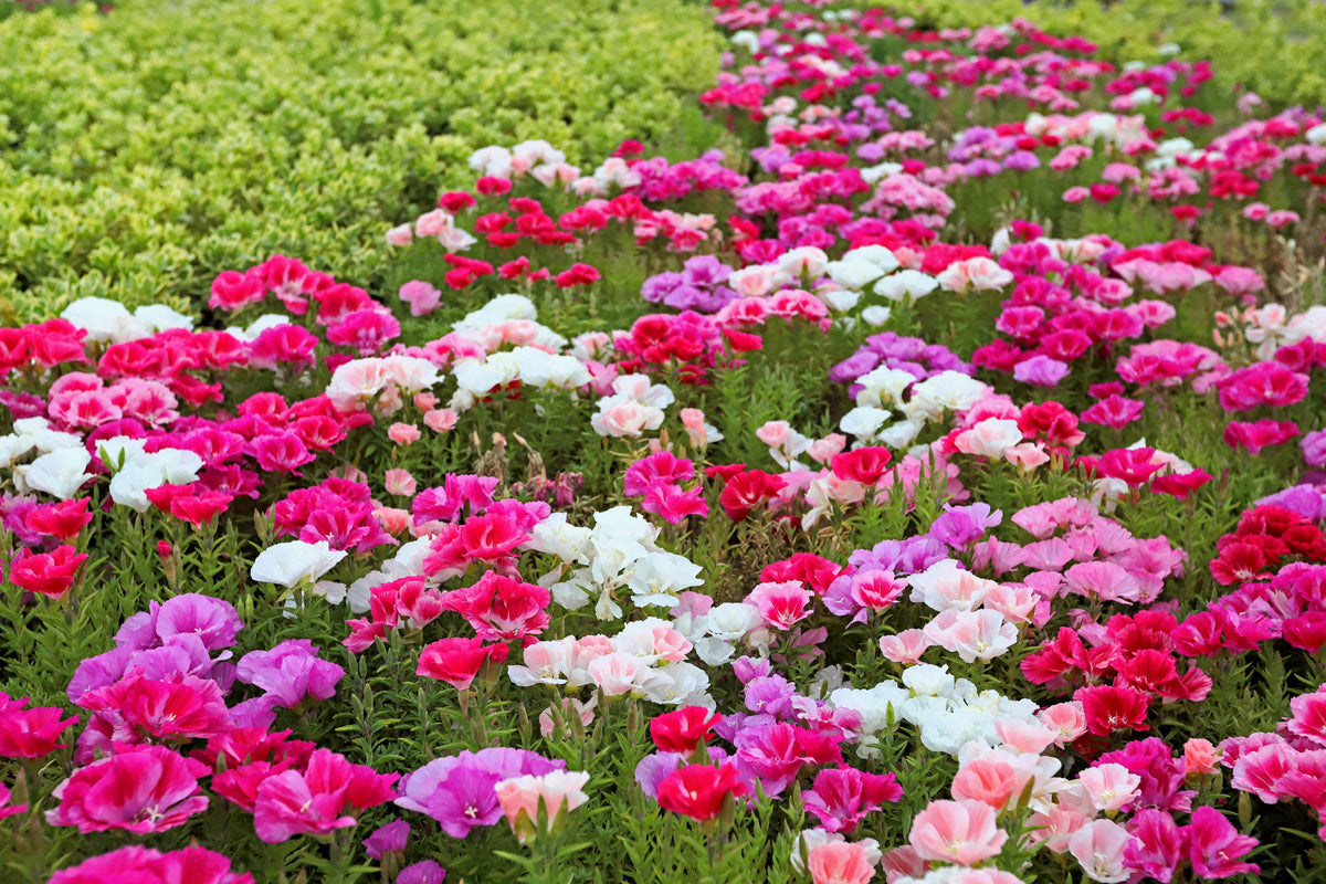 Double Deuces Godetia Seeds – Grandiflora Clarkia Amoena Mixed Colors & Bicolor Flower – photo 2