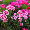 500 Pink FAREWELL TO SPRING Clarkia Elegans Godetia Flower Seeds