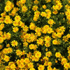 1000 DAHLBERG DAISY Thymophylla Tenuiloba Yellow Flower Seeds - aka Golden Fleece, Gold Carpet,  Shooting Star