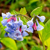 25 VIRGINIA BLUEBELLS True Blue & Pink Mertensia Virginica Flower Seeds