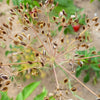 1500 DUKAT DILL Anethum Graveolens Sweet Heirloom European Herb Vegetable Seeds