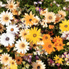 1000 MIXED AFRICAN DAISY ( Cape Marigold / Sun Marigold ) Dimorphotheca Sinuata Flower Seeds