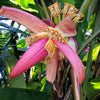5 DWARF PINK BANANA Velvet Musa Velutina Flowering Fruit Tree Seeds