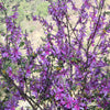 50 TRUE INDIGO Dye Indigo Indigofera Tinctoria Pink Purple Sub Shrub Flower Seeds