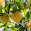 20 ASIAN PEAR TREE Pyrus Pyrifolia Oriental Japanese Fruit Seeds