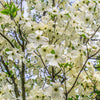 10 American WHITE FLOWERING DOGWOOD Small Tree Cornus Florida Seeds