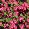 25 RED FLOWERING CURRANT Ribes Sanguineum aka Blood Currant Edible Fruit Blue Black Berries Shrub Seeds