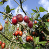 10 TAMARILLO / TREE TOMATO Cyphomandra Betacea Solanum Fruit Tree Seeds
