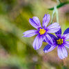 200 BLUE EYED GRASS (Western or Californian) Sisyrinchium Bellum Flower Seeds