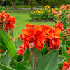 5 ORANGE CANNA LILY Indian Shot Arrowroot Canna Indica Flower Seeds