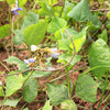20 JICAMA Mexican Yam Bean Potato Bean Pachyrhizus Erosus Vining Legume Root Vegetable Blue Flower Seeds