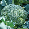 1000 WALTHAM 29 BROCCOLI Brassica Oleracea Vegetable Seeds