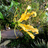 10 YELLOW GLORIOSA LILY Flame Lily Gloriosa Lutea Flower Vine Seeds