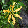 10 YELLOW GLORIOSA LILY Flame Lily Gloriosa Lutea Flower Vine Seeds