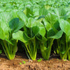 1500 SPINACH MUSTARD TENDERGREEN Komatsuna Greens Brassica Rapa Vegetable Seeds