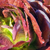 3000 RED ROMAINE LETTUCE Lactuca Sativa Vegetable Seeds