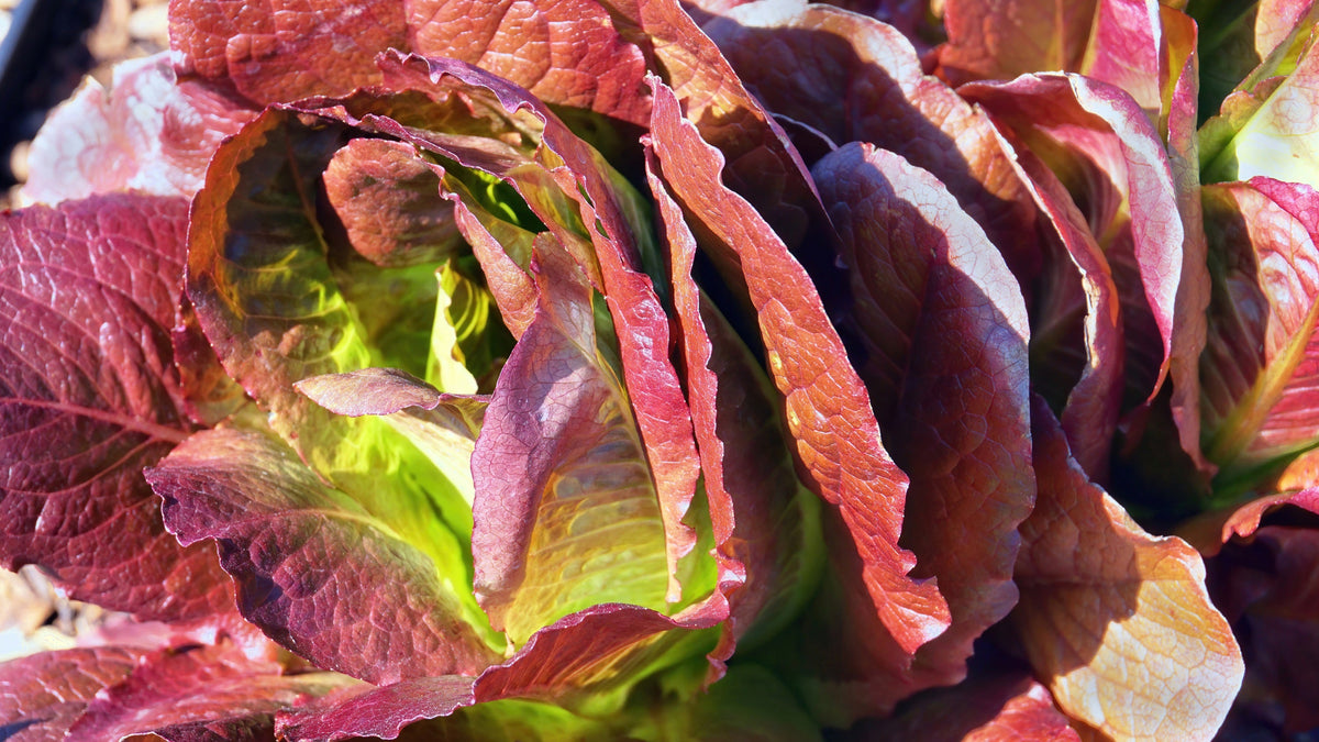 Red Romaine Lettuce Seeds – Lactuca Sativa Vegetable – photo 10