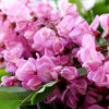 15 ROSE LOCUST / Pink ACACIA Flower Robinia Hispida Fertilis Tree Shrub Seeds