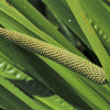 250 SWEET FLAG GRASS Wetland Pond Acorus Calamus Ornamental Seeds