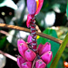 5 DWARF PINK BANANA Velvet Musa Velutina Flowering Fruit Tree Seeds