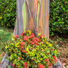 50 RAINBOW EUCALYPTUS Deglupta Gum Multicolor Bark Tree Seeds