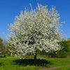 25 EUROPEAN PEAR TREE Pyrus Communis Fruit Seeds - White Flowers / Green Fruit
