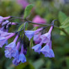 25 VIRGINIA BLUEBELLS True Blue & Pink Mertensia Virginica Flower Seeds