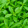 50 STEVIA ( Sweetleaf / Sweet Leaf / Sugarleaf ) Stevia Rebaudiana Sugar Flower Herb Seeds