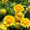 100 YELLOW GAILLARDIA (Blanket Flower / Indian Blanket) Gaillardia Aristata Flower Seeds